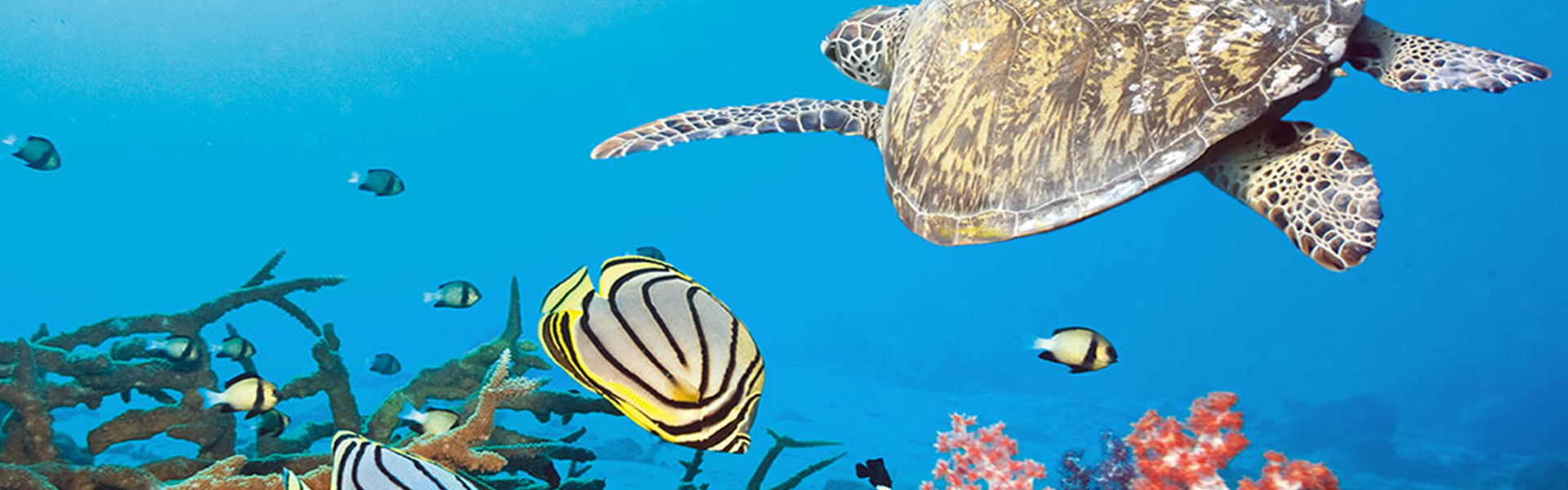 Etats Unis & Bahamas