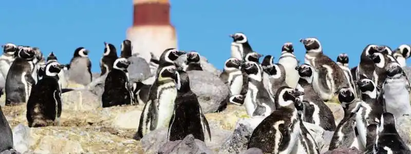 Isla Pingüino