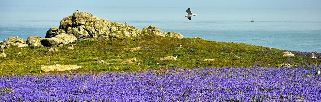 Skomer Island