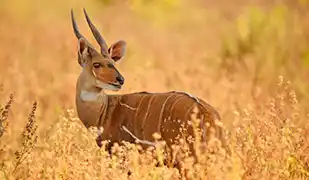 Image de Afrique de l'Ouest