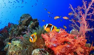 Image de Mer Rouge