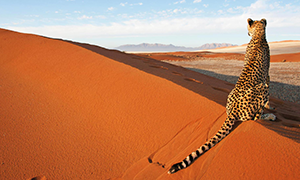 Namibie
