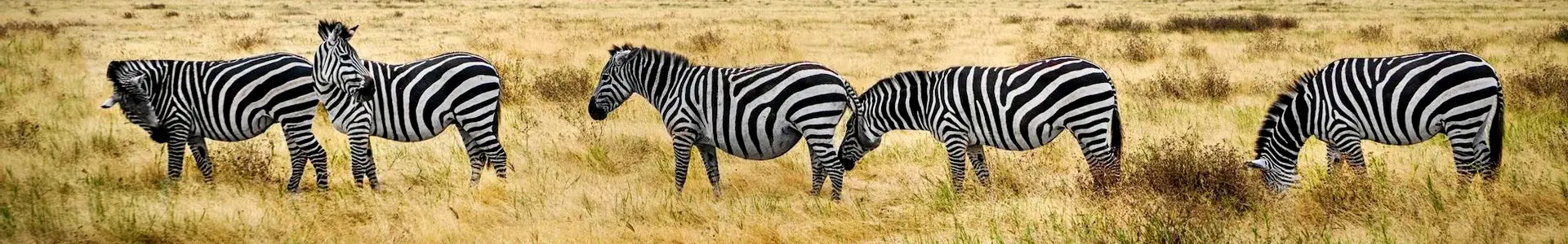 Tanzanie
